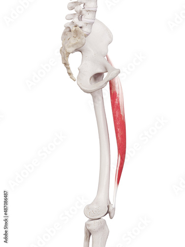 3d rendered medically accurate muscle illustration of the rectus femoris
