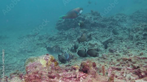 Foraging school of tropical reef fish in the Pacific Ocean