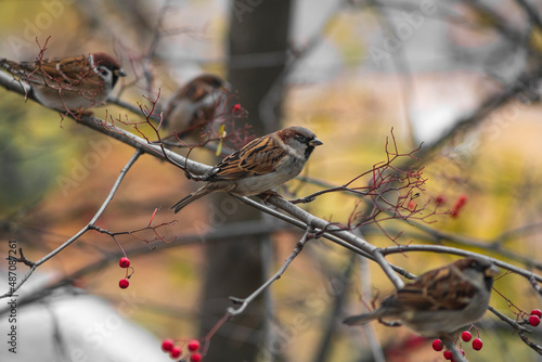 flock of sparrows on a branch