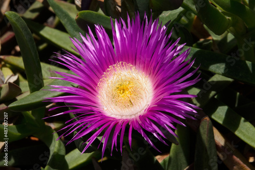 A close up of a sour fig flower (Carpobrotus acinaciformis), private gardfen, Fochville, North West.