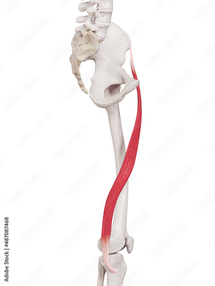 3d rendered medically accurate muscle illustration of the sartorius 3d rendered medically accurate muscle illustration of the sartorius