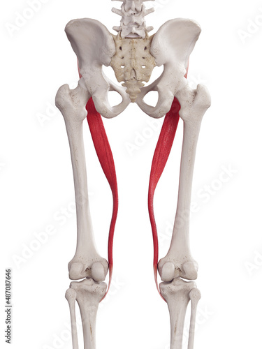 3d rendered medically accurate muscle illustration of the sartorius