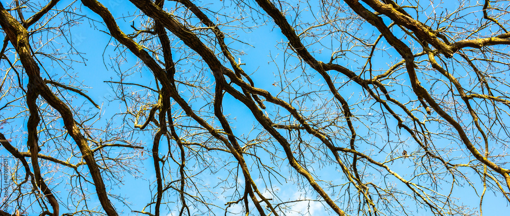 Obraz premium delicate branches against a blue morning sky
