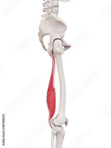 3d rendered medically accurate muscle illustration of the semimembranosus