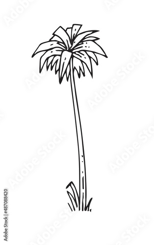 Tropical plant. Hand drawing outline. Sketch of exotic plants. Isolated on white background. Vector