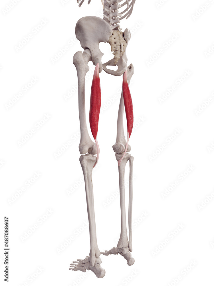 3d rendered medically accurate muscle illustration of the semitendinosus 3d rendered medically accurate muscle illustration of the semitendinosus