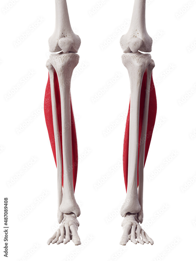 3d rendered medically accurate muscle illustration of the soleus 3d rendered medically accurate muscle illustration of the soleus