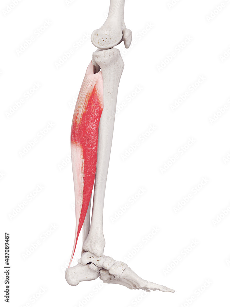 3d rendered medically accurate muscle illustration of the soleus 3d rendered medically accurate muscle illustration of the soleus