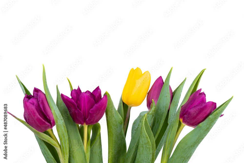 Bunch of fresh purple, yellow tulip flowers close up isolated on white background. Spring holidays concept background. Bunch of fresh purple, yellow tulip flowers close up isolated on white background. Spring holidays concept background.