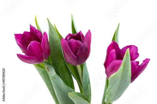 Bunch of fresh purple tulip flowers close up isolated on white background. Spring holidays concept background.