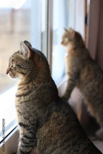 Two twin cats look out the window