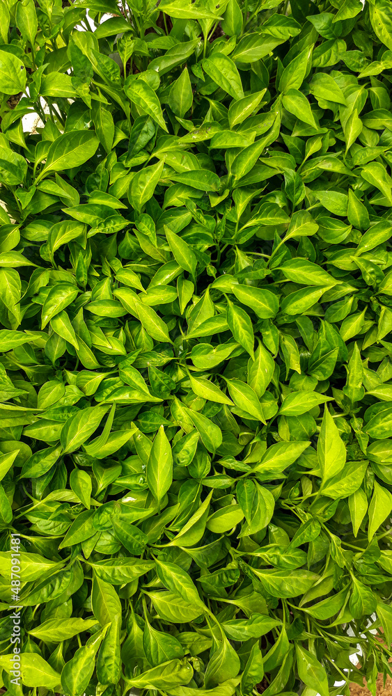 Fototapeta premium green leaves background, pepper seedlings.