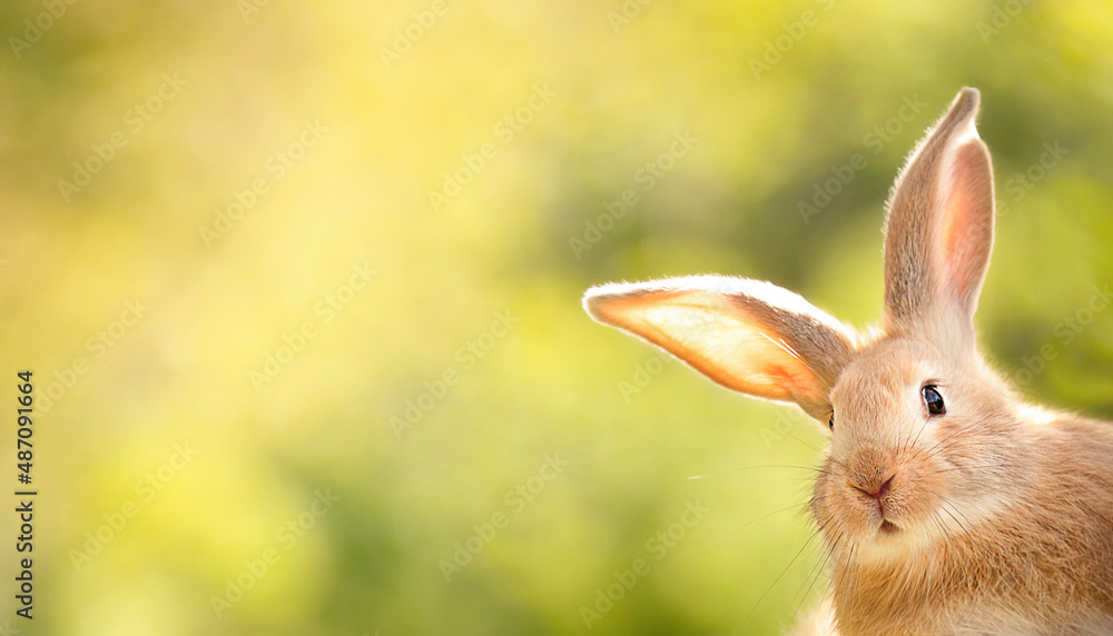 the rabbit is looking out of the corner of the image in surprise, free space for your advertising the rabbit is looking out of the corner of the image in surprise, free space for your advertising