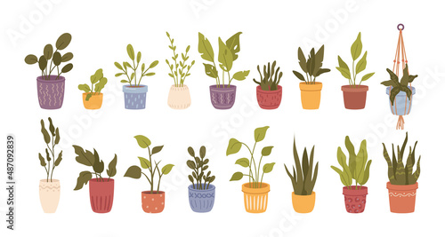 Plants and flowers with foliage, isolated set of botany different. Vector leafage and growing houseplants in vases and pots. Summer and spring greenery, florist shop or store. Flat cartoons