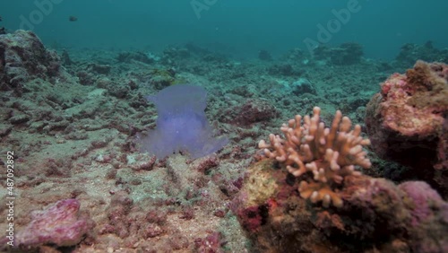 Jellyfish at a tropical reef in the Pacific Ocean