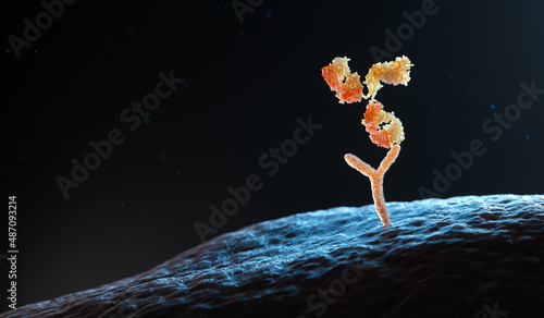 Antibody binding to human cell receptors photo