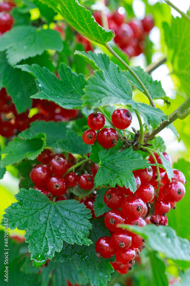 Red currant berries in dew drops on a bush in the summer garden. Red currant berries in dew drops on a bush in the summer garden.