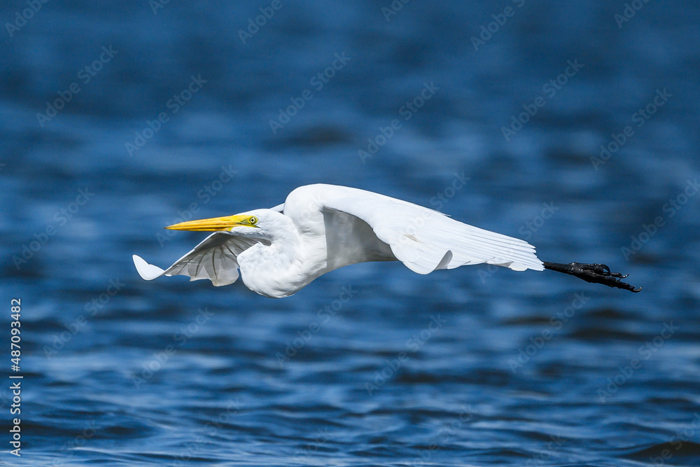 ardea alba/ white heron portrait africa kenya ardea alba/ white heron portrait africa kenya