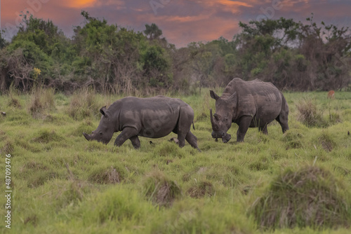 White rhinoceros (Ceratotherium simum) with calf in natural habitat, South Africa © vaclav