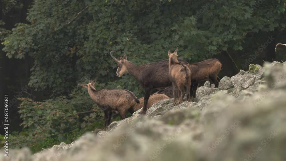 Chamois, Rupicapra rupicapra, on the rocky hill, forest in background, Studenec hill, Czech Republic. Wildlife scene with horn animal, Chamois. Forest landscape with chamois. Chamois, Rupicapra rupicapra, on the rocky hill, forest in background, Studenec hill, Czech Republic. Wildlife scene with horn animal, Chamois. Forest landscape with chamois.