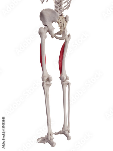 3d rendered medically accurate muscle illustration of the vastus intermedius