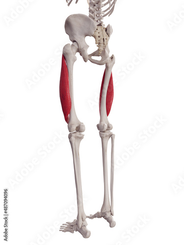 3d rendered medically accurate muscle illustration of the vastus lateralis