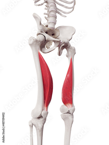 3d rendered medically accurate muscle illustration of the vastus medialis