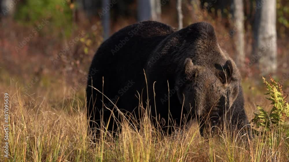 Finland wildlife. Bear in yellow forest. Autumn trees with bear, nature habitat. Beautiful brown bear walking around lake, fall colours, Europe wildlife. Brown bear walk between the trees. Finland wildlife. Bear in yellow forest. Autumn trees with bear, nature habitat. Beautiful brown bear walking around lake, fall colours, Europe wildlife. Brown bear walk between the trees.