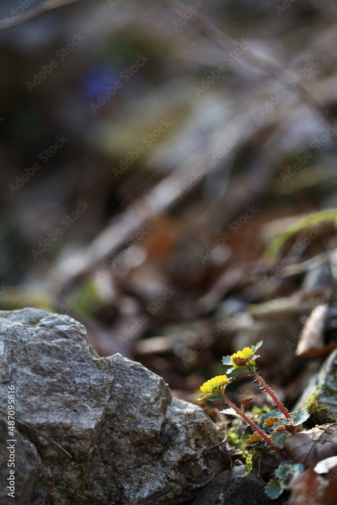 야생화 / wild flowers 야생화 / wild flowers