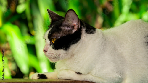A  cat sitting on a window sill looking outside. 