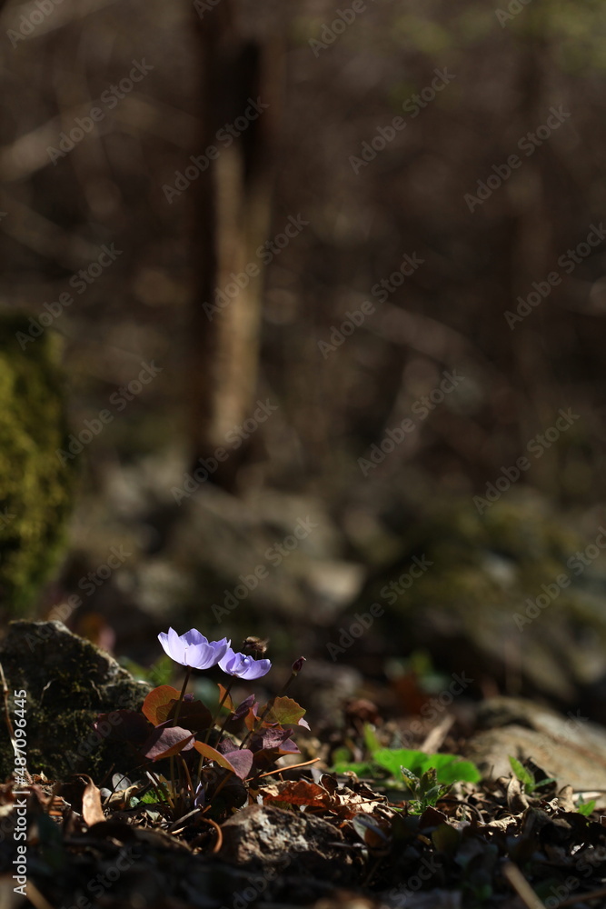 Fototapeta premium 야생화 / wild flowers