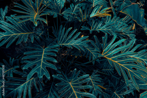 Philodendron Xanadu plant  tropical foliage  dark nature background