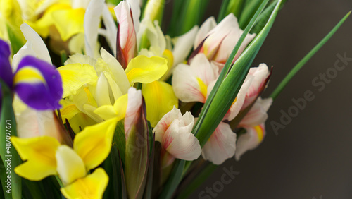 tulips on white background