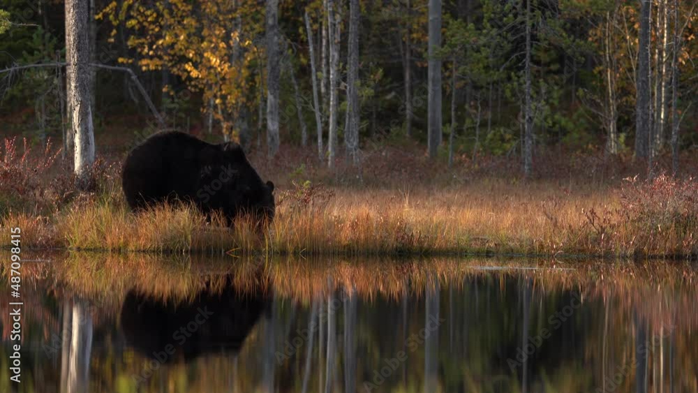 Finland wildlife. Bear in yellow forest. Autumn trees with bear, nature habitat. Beautiful brown bear walking around lake, fall colours, Europe wildlife. Brown bear walk between the trees. Finland wildlife. Bear in yellow forest. Autumn trees with bear, nature habitat. Beautiful brown bear walking around lake, fall colours, Europe wildlife. Brown bear walk between the trees.