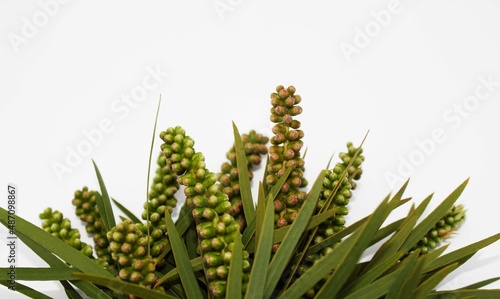 green leaves and branch on white background, close up