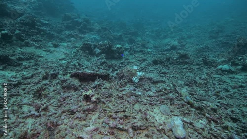 Dying tropical coral reef in the South Pacific Ocean 