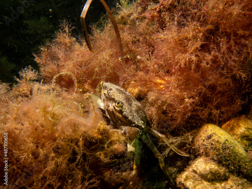 A close-up picture of a crab among seaweed. Picture from The Sound  between Sweden and Denmark