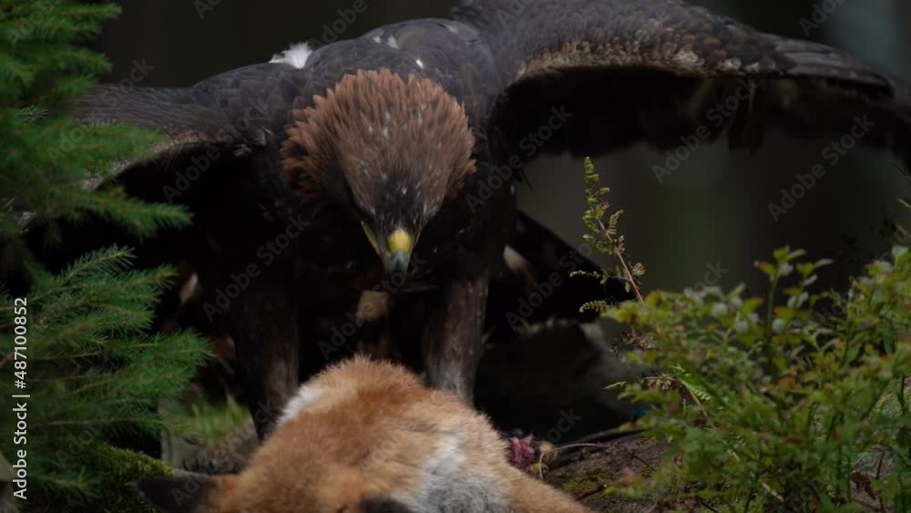 Eagle catch red fox. Golden Eagle, Aquila chrysaetos, feeding on killed animal in rock stone mountains. Animal behavior, bird with open wings with catch. Nature wildlife, Slovakia, Europe. Eagle catch red fox. Golden Eagle, Aquila chrysaetos, feeding on killed animal in rock stone mountains. Animal behavior, bird with open wings with catch. Nature wildlife, Slovakia, Europe.