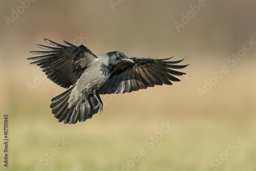 Patrol flight over the meadow, Hooded Crow © Rafa