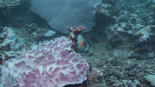 Parrotfish eating coral on a tropical coral reef in the South Pacific Ocean 