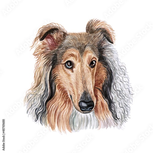 Watercolor illustration of a funny dog. Hand made character. Portrait cute dog isolated on white background. Watercolor hand-drawn illustration. Popular breed dog. Collie