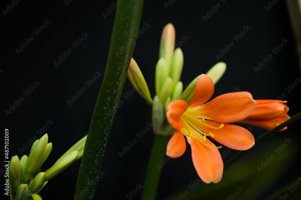 Obraz premium Flor de lirio naranja fondo negro