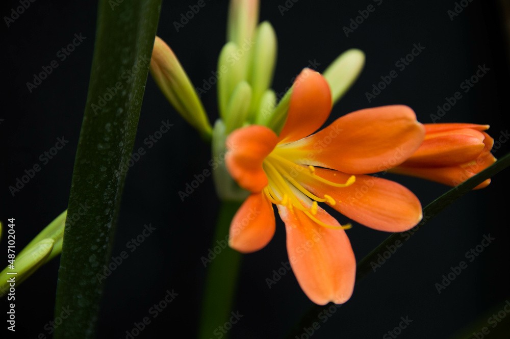 Fototapeta premium Flor de lirio naranja fondo negro