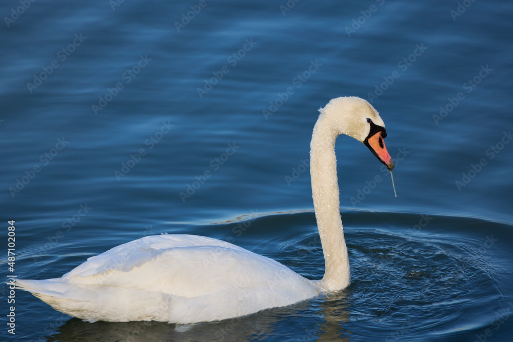a beautiful swan on a river on a sunny day a beautiful swan on a river on a sunny day