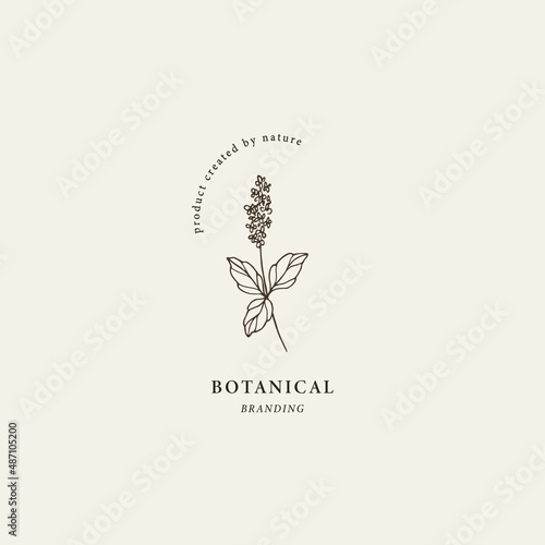 Line art patchouli branch logo. Essential oil plant illustration photo