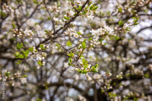 Fresh white buds on the branches of blossoming cherry plum tree in the spring garden, natural outdoor seasonal background