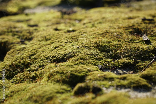 Sunlit green moss on the stone