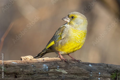 Greenfinch perched on a branch in the forest. (Chloris chloris).