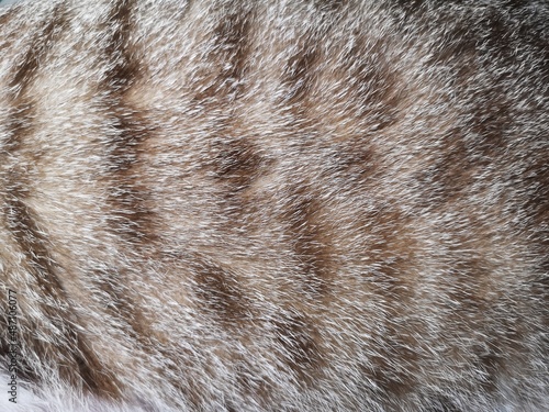 tabby cat fur texture