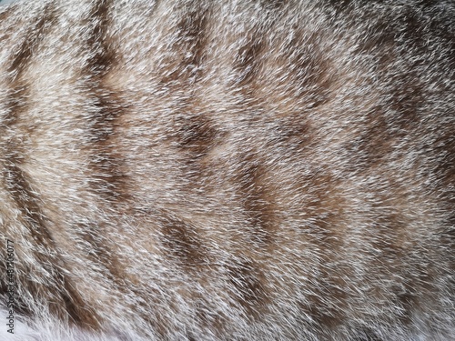 Obraz na plátně tabby cat fur texture